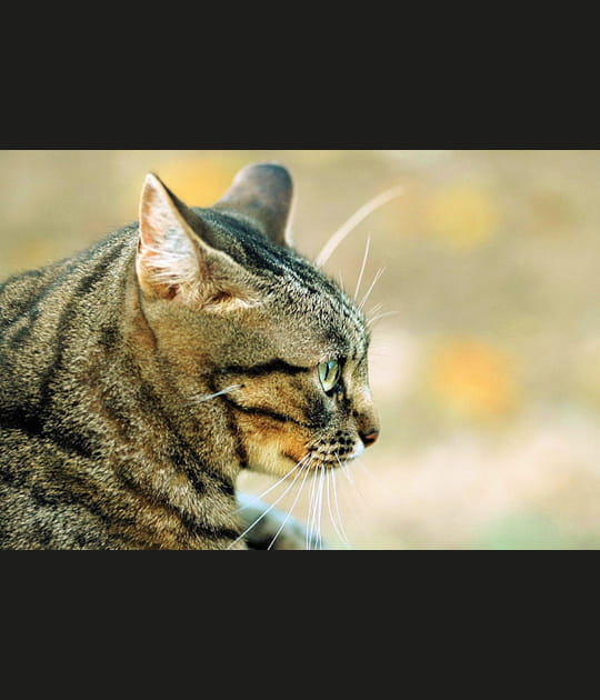 Portrait de chat