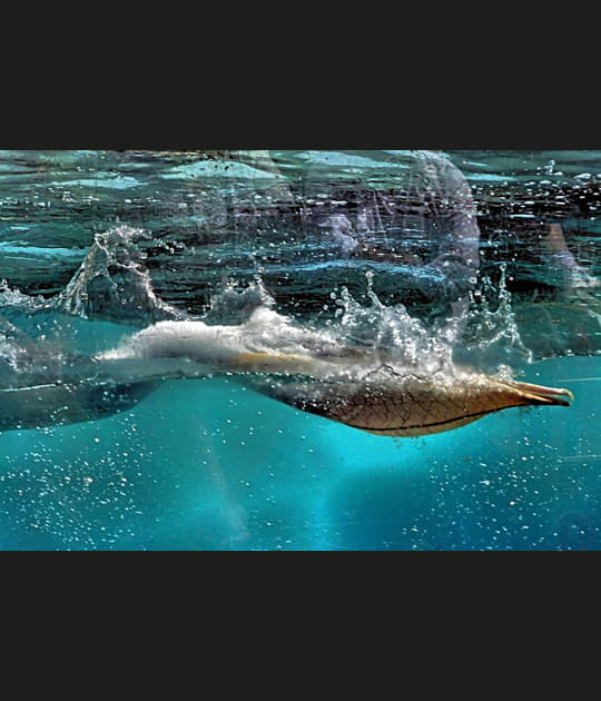 Plongeon du p&eacute;lican
