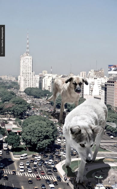 Chiens g&eacute;ants