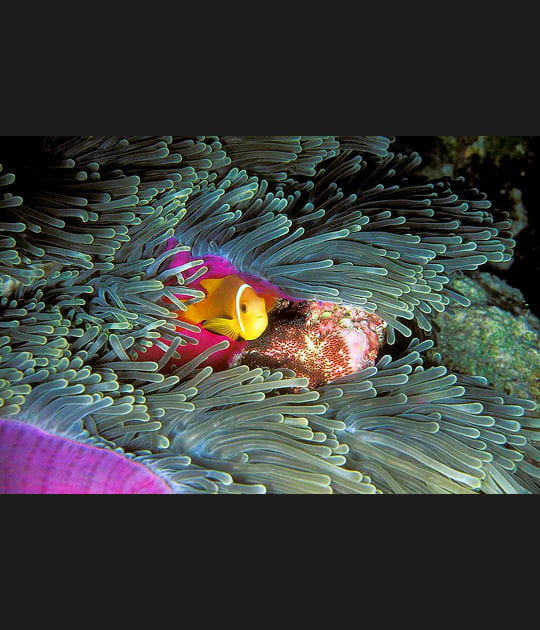 Un m&acirc;le sur ses gardes