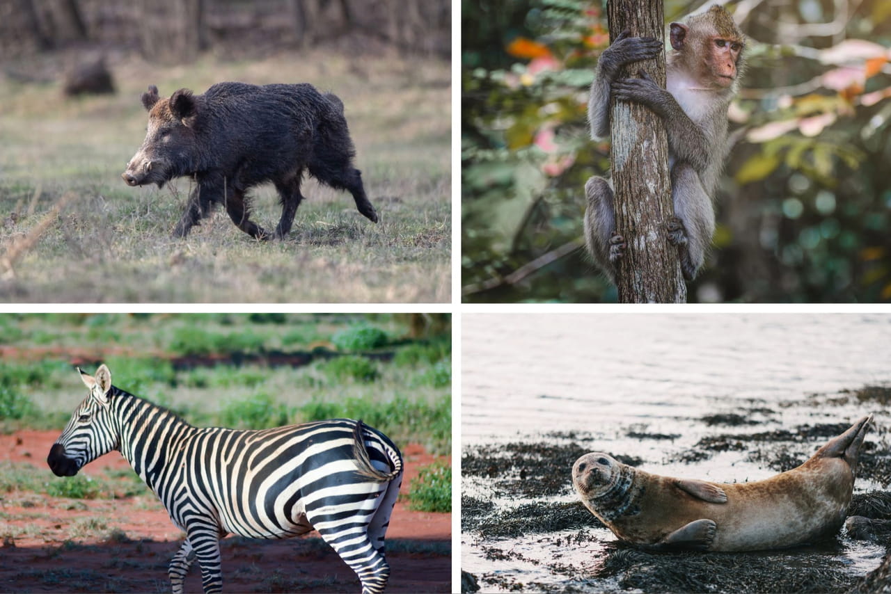 Niveau CP ! Êtes-vous sûr de connaître le nom des femelles de ces animaux ?