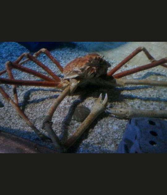 Crabzilla, le crabe-araign&eacute;e g&eacute;ant
