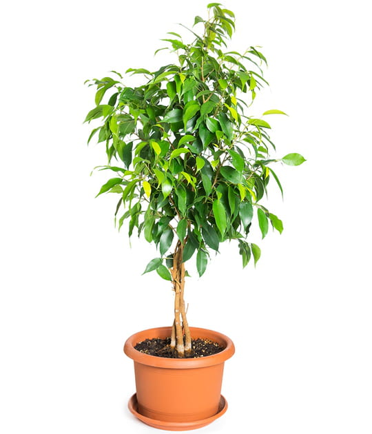 Le ficus, d&eacute;corer et d&eacute;polluer votre int&eacute;rieur