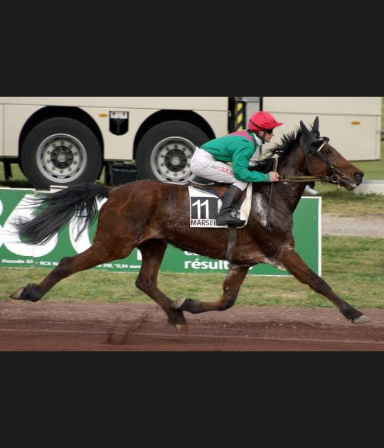 Course de trot