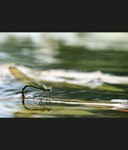 Une demoiselle au fil de l'eau