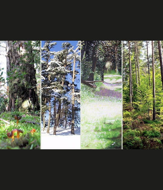 La for&ecirc;t des C&eacute;vennes
