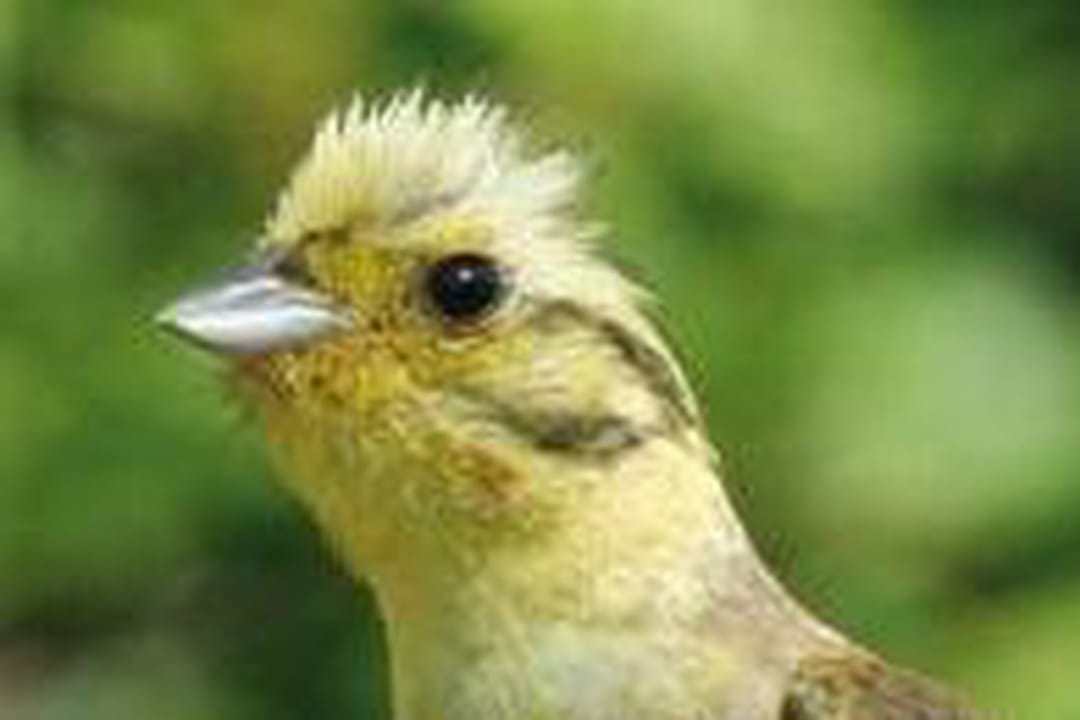 Un oiseau qui se remarque