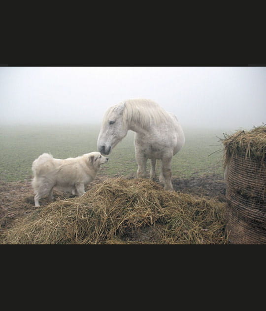 Une vieille amiti&eacute;