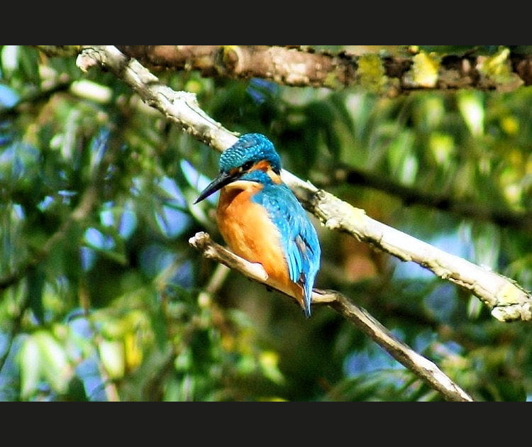 Le Parc naturel r&eacute;gional des Landes de Gascogne