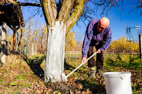 Seuls les bons jardiniers le savent&nbsp;: pourquoi certains arbres sont-ils blancs en automne&nbsp;?