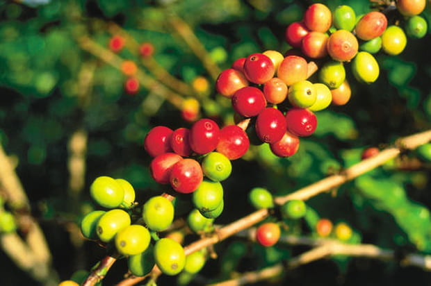 Graines de caféier