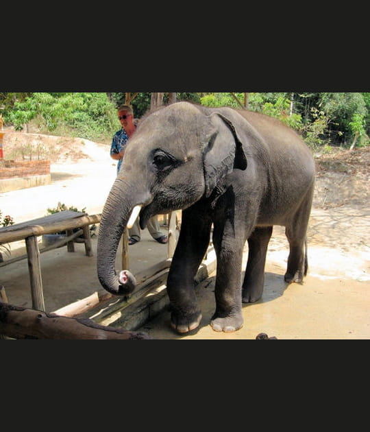 La ferme aux &eacute;l&eacute;phants de Chalong