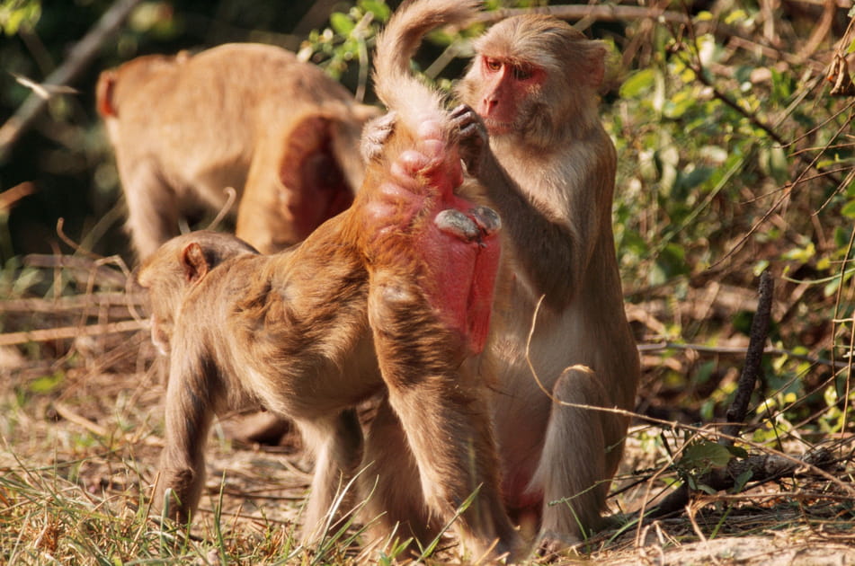 Chez les macaques (2/2)