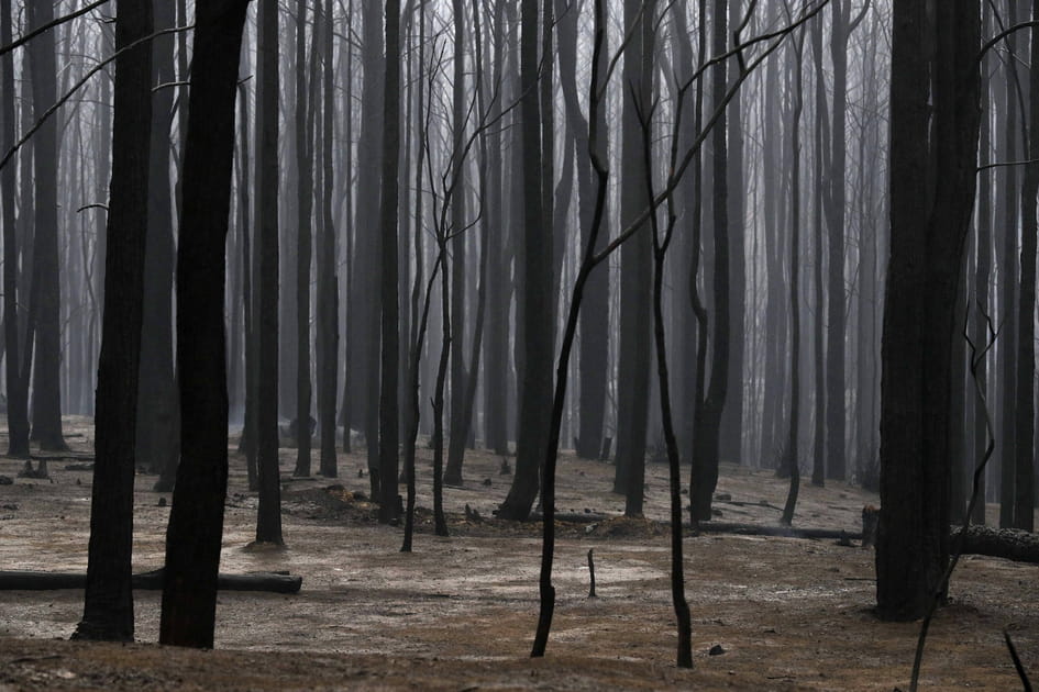 For&ecirc;t apr&egrave;s l'incendie