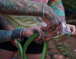 Snakes in the City