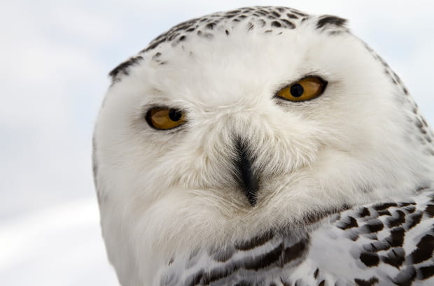 Les Saisons - Photo 4