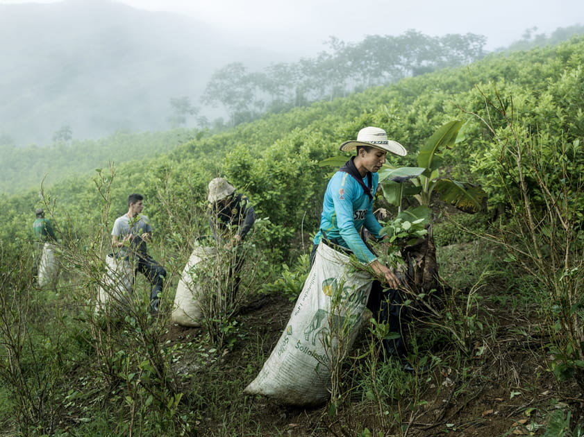 La guerre perdue contre la coca&iuml;ne en Colombie