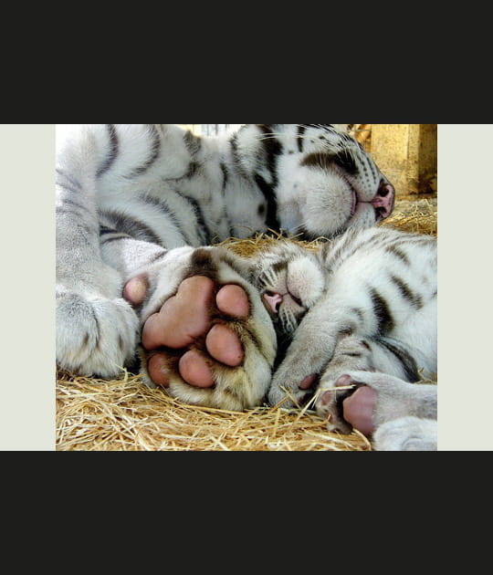 Maman et le petit dernier