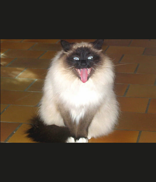 Mon chat gremlin