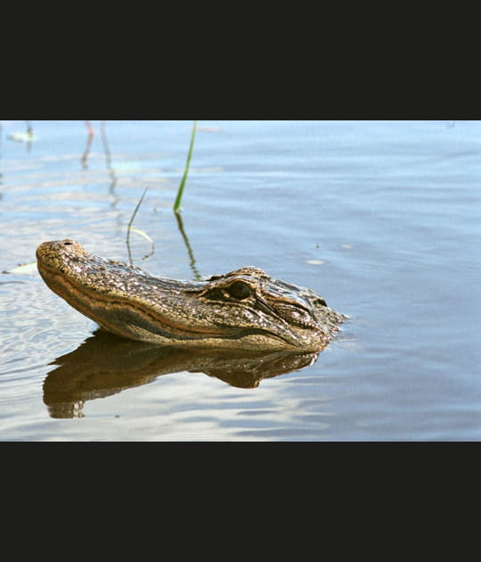 L'alligator fait la t&ecirc;te