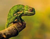 Armures Animales : Maîtres du déguisement