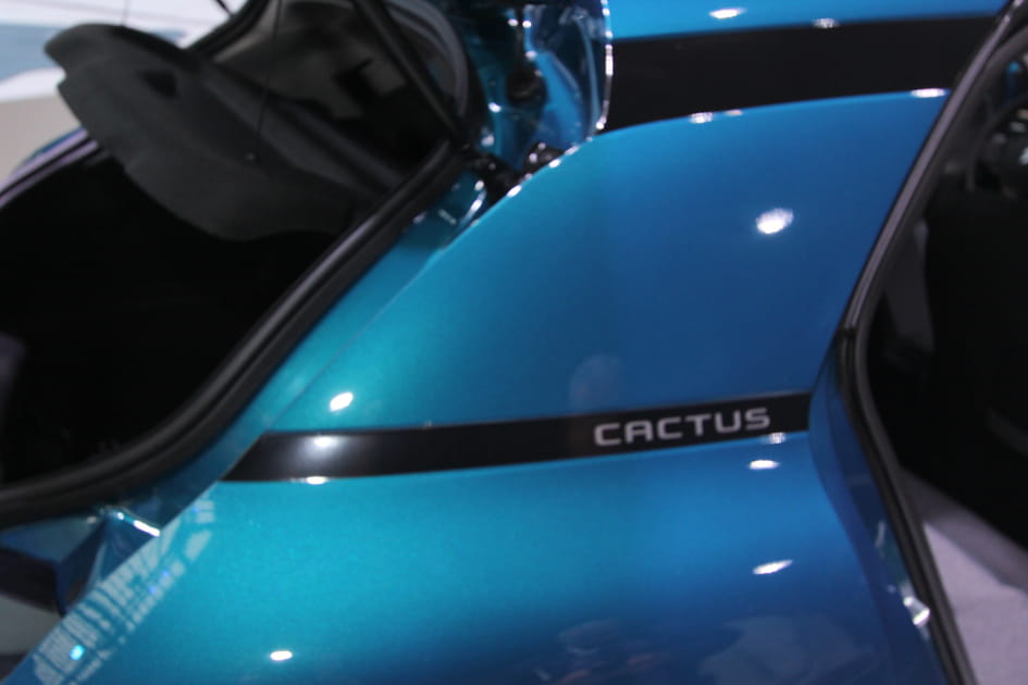 Cactus sur ses flancs