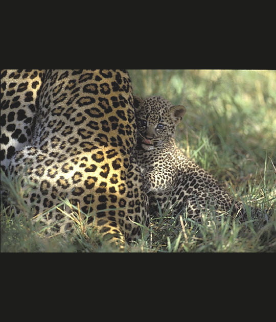 Maman me prot&egrave;ge