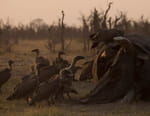 Le royaume sauvage
