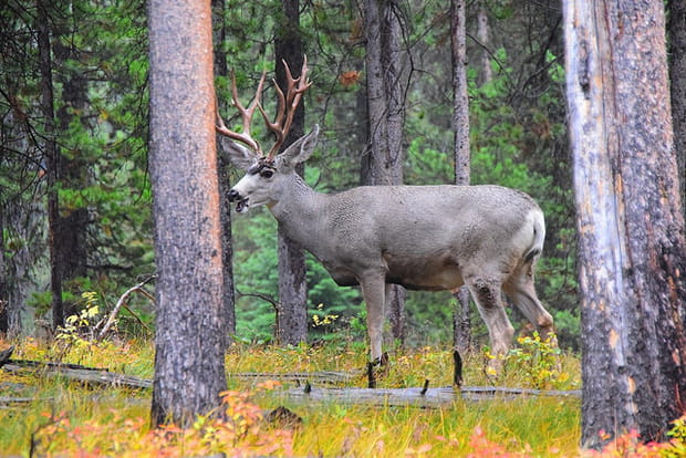 Un wapiti accueille l'automne au parc national de Grand Teton