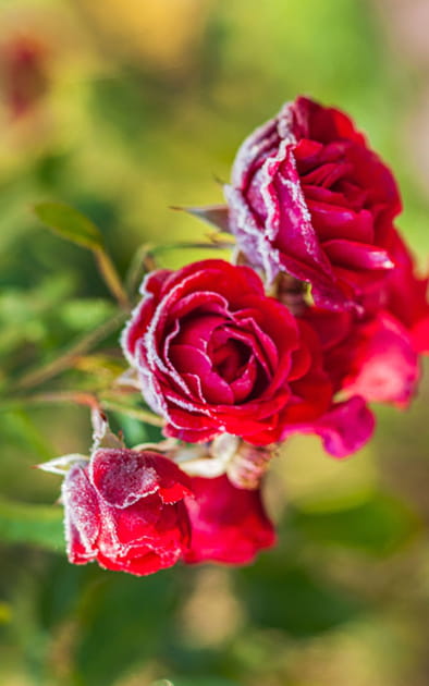 Voici ce qu'il faut faire pour prot&eacute;ger ses rosiers l'hiver