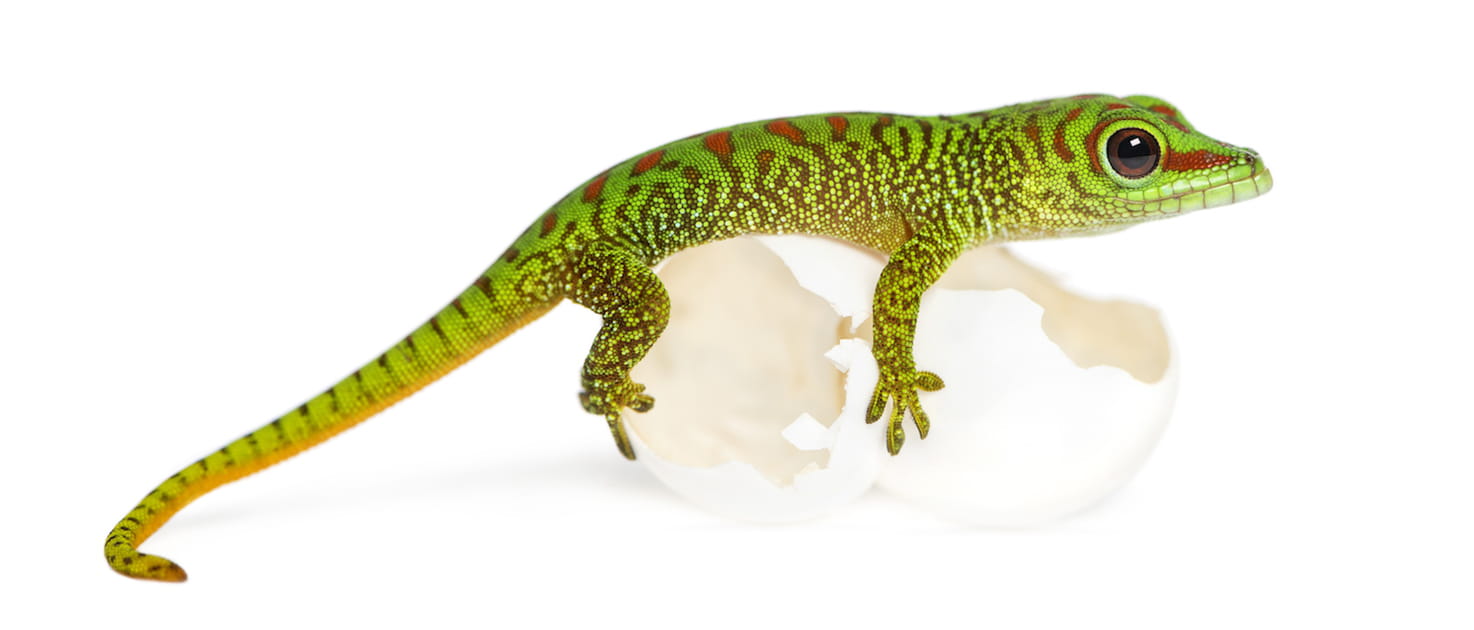 Le gecko de Madagascar