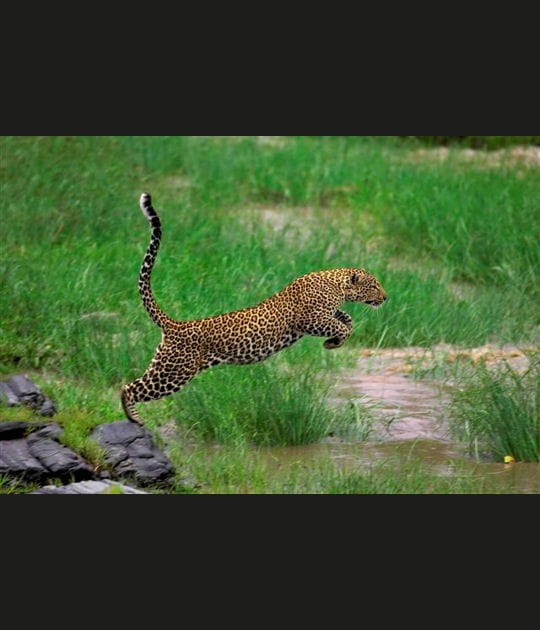Le saut du l&eacute;opard
