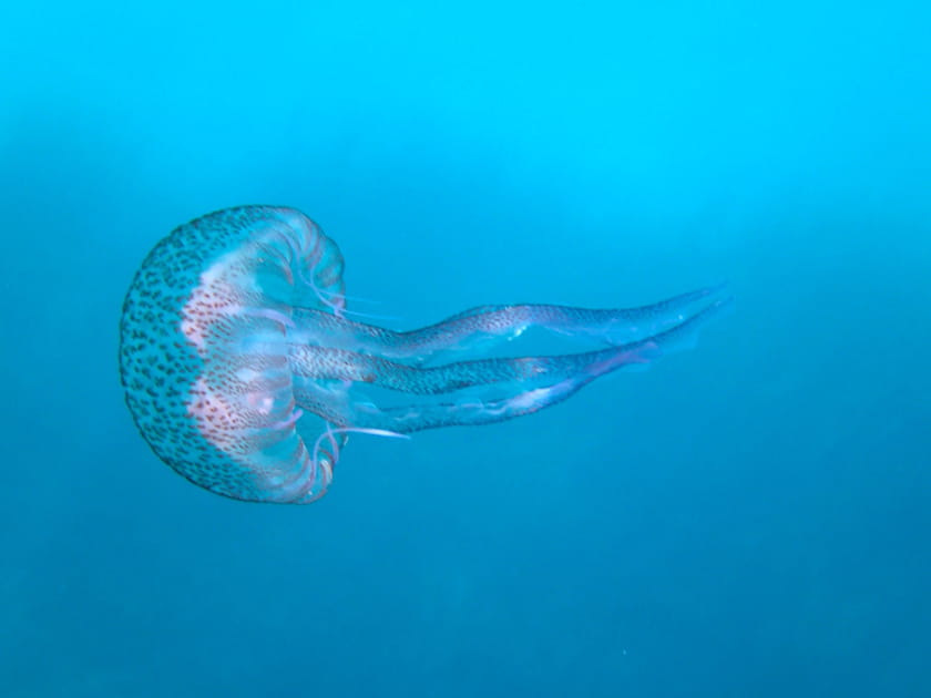 M&eacute;duse filante