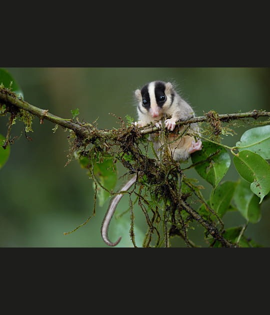 Un opossum sans nom, mais mignon
