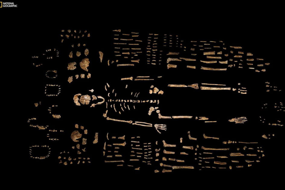 Le squelette de l'Homo naledi