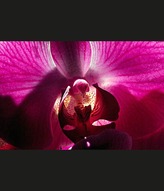 Au c&oelig;ur de l'orchid&eacute;e