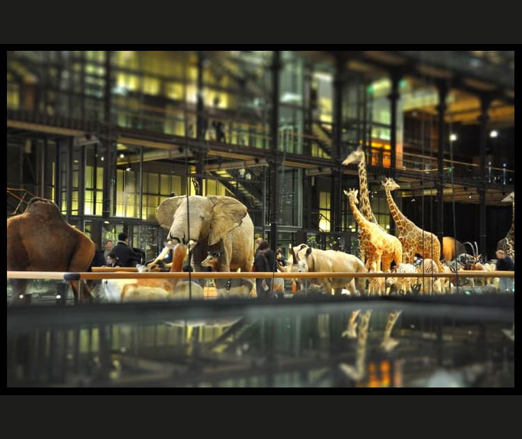 18e&nbsp;: Mus&eacute;um national d'histoire naturelle