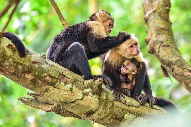 Parc national de Manuel Antonio