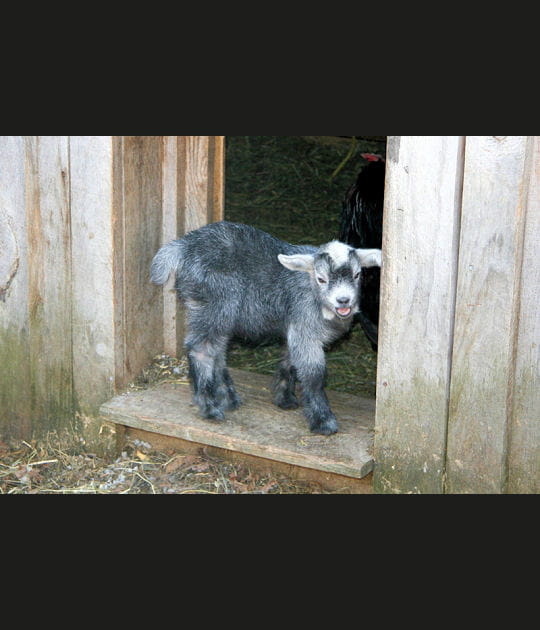 Le chevreau b&eacute;gu&egrave;te