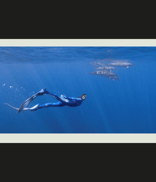 Plong&eacute;e avec des dauphins tachet&eacute;s