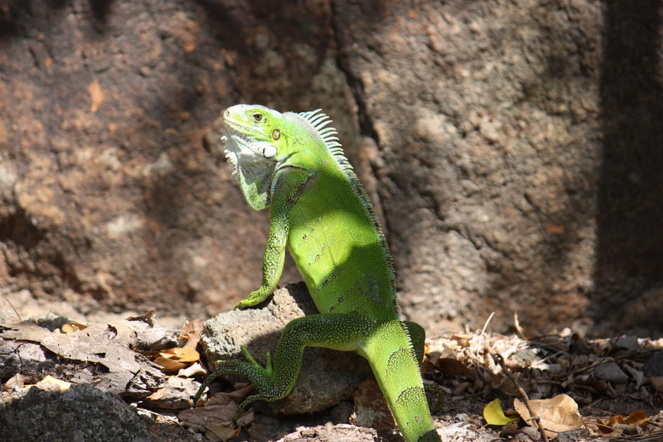 La richesse biologique guadeloup&eacute;enne