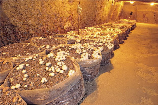 Champignons de Paris