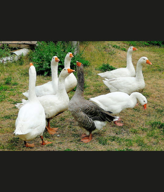 Les oies