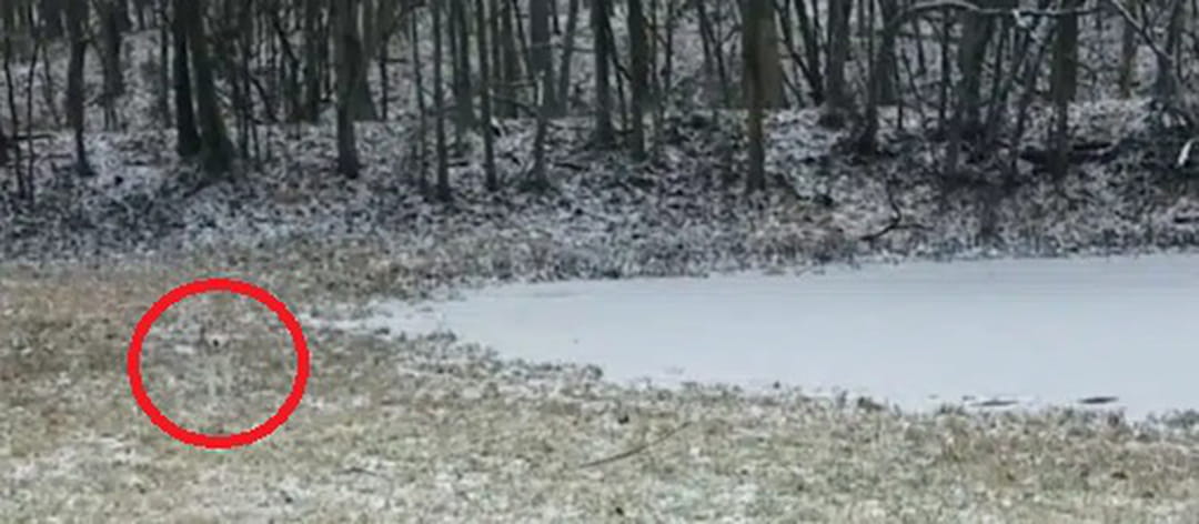 husky-cache-neige-reponse