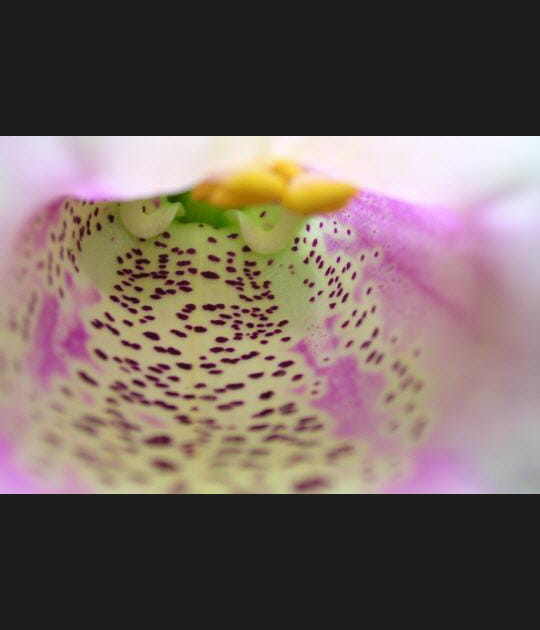Nature floue