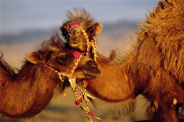 Chameaux