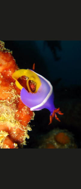 Des couleurs fluorescentes