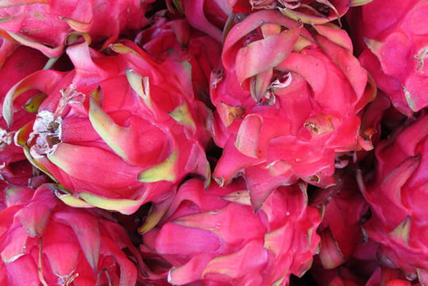 Le Pitaya, le "fruit du dragon"