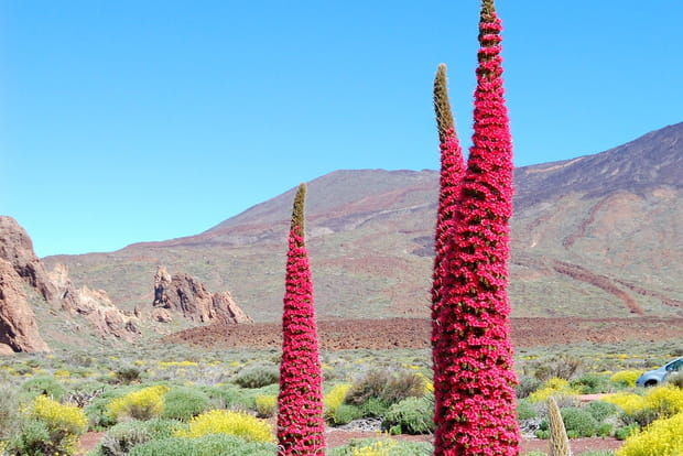 Echium des Canaries