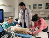 Vet School